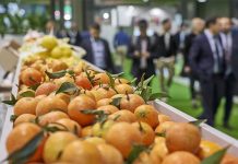 Ausência de empresas e visitantes estrangeiros cancela a feira espanhola Fruit Attraction 2020