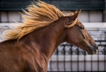Aumento de casos de COVID-19 adia exposição “Nuestros Caballos” na Argentina