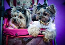 PET South America e PET VET apresentam calendário de ações para 2021