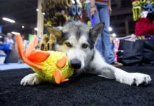 Las Vegas recebe os 800 expositores da SuperZoo em agosto