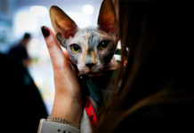 PET South America e PET VET mostram algumas de suas atrações