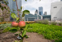 Javits Center tem fazenda solar, pomar e novo espaço de eventos em seu telhado