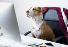 Primeira Feira Digital Pet acontece de 16 a 19 de novembro