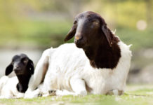 Fenovi – Feira Noroeste Paulista de Ovinos acontece de 7 a 12 de dezembro