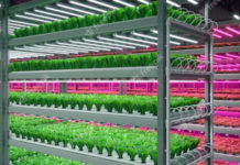 Japão traz feira de estufas modernas e tecnologias de cultivo interno em julho