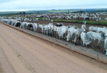 ExpoVerde 2022 destacará a pecuária intensiva nesta semana