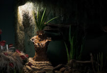 NaturAyo é destaque nas feiras Enflor e Garden Fair