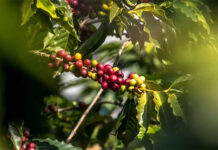 I Simpósio Sobre Cafeicultura Regenerativa será online e gratuito