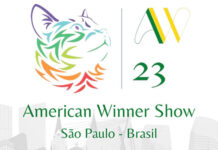 American Winner Show reunirá mais de 250 gatos de diferentes países
