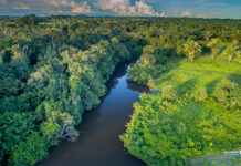 Eventos sustentáveis desempenham um papel fundamental na mitigação das mudanças climáticas