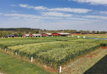 Show Rural Coopavel 2023 realiza sua edição de inverno em agosto