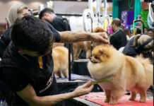 Confira algumas das atrações das feiras PET VET e PET South America 2024