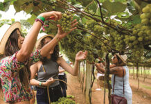 Vindima Góes 2025 será uma celebração da colheita das uvas com experiência única