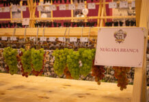 Festa da Uva 2026 celebra em Caxias do Sul os 150 anos da imigração italiana