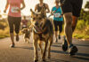 São Paulo recebe Dog Race que une atividade física, adoção e cuidado animal