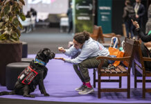 PET South America 2026 estreia demonstrações de esportes para cães